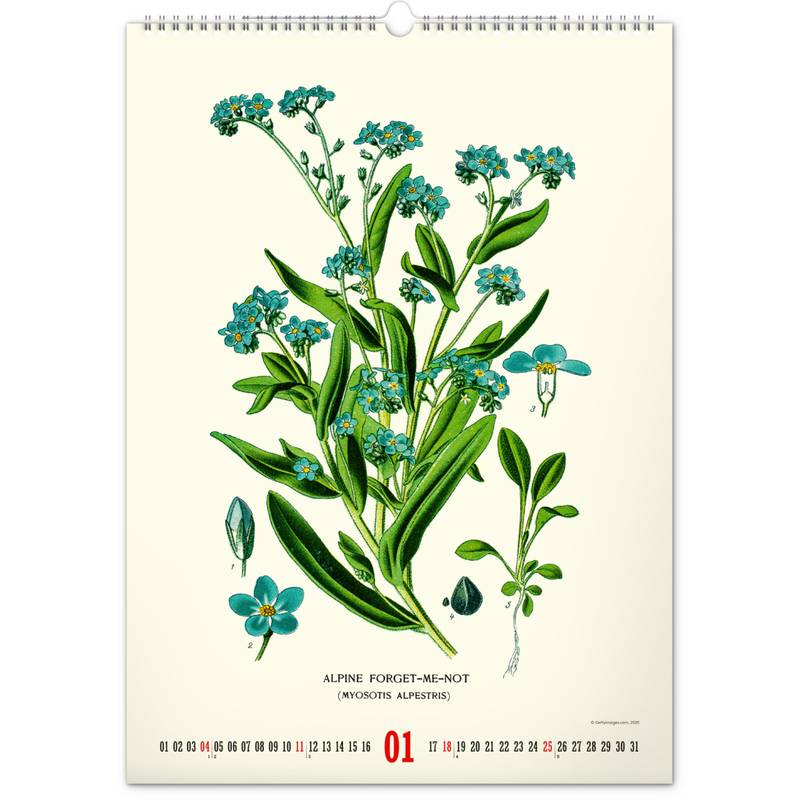NOTIQUE Nástěnný kalendář Vintage plakáty – herbář 2026, 33 x 46 cm NOTIQUE Nástěnný kalendář Vintage plakáty – herbář 2026, 33 x 46 cm