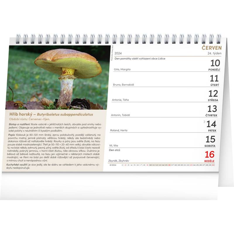 NOTIQUE Stolní kalendář Houby CZ 2026, 23,1 x 14,5 cm NOTIQUE Stolní kalendář Houby CZ 2026, 23,1 x 14,5 cm