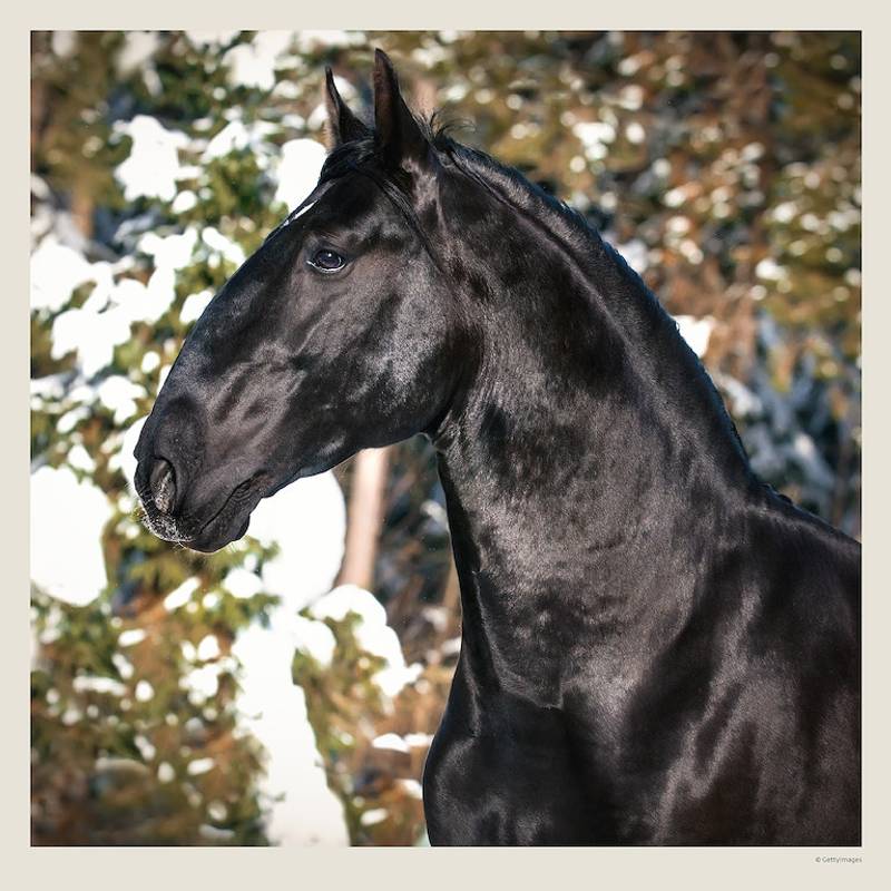 Kalendár Horses Kalendár Horses