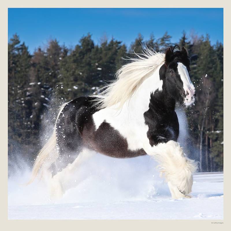 Kalendář Horses, 2027 Kalendář Horses, 2027