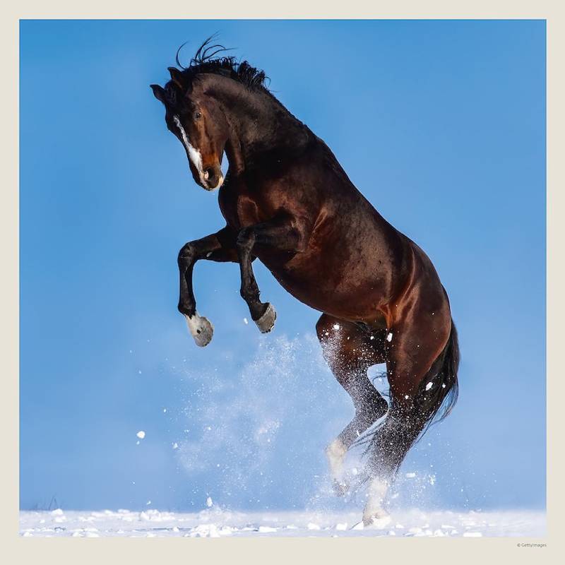 Kalendář Horses, 2027 Kalendář Horses, 2027