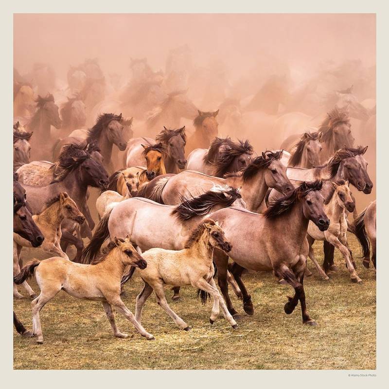 Kalendář Horses, 2027 Kalendář Horses, 2027