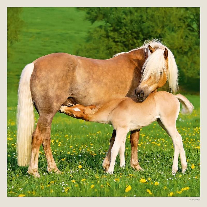 Kalendář Horses, 2027 Kalendář Horses, 2027