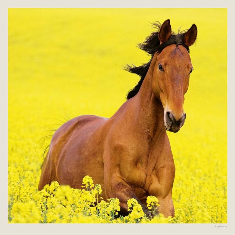 Kalendář Horses, 2027 Kalendář Horses, 2027