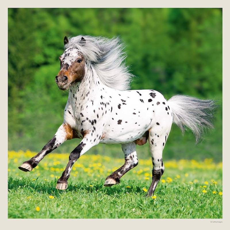 Kalendář Horses, 2027 Kalendář Horses, 2027
