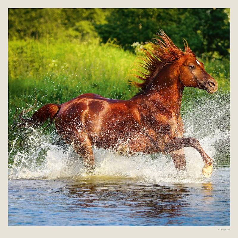 Kalendář Horses, 2027 Kalendář Horses, 2027