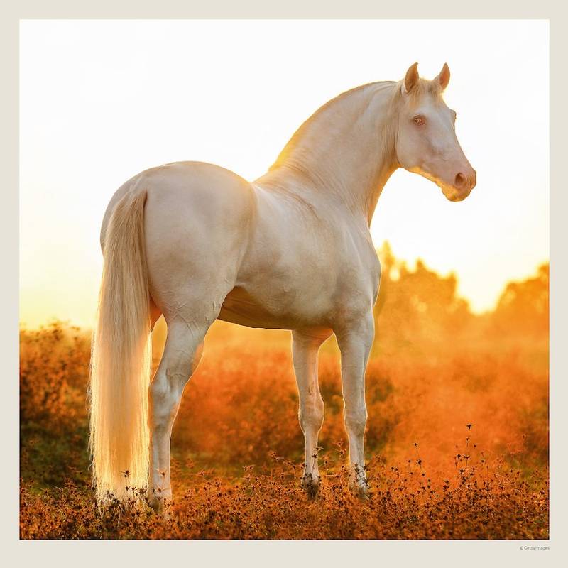 Kalendář Horses, 2027 Kalendář Horses, 2027