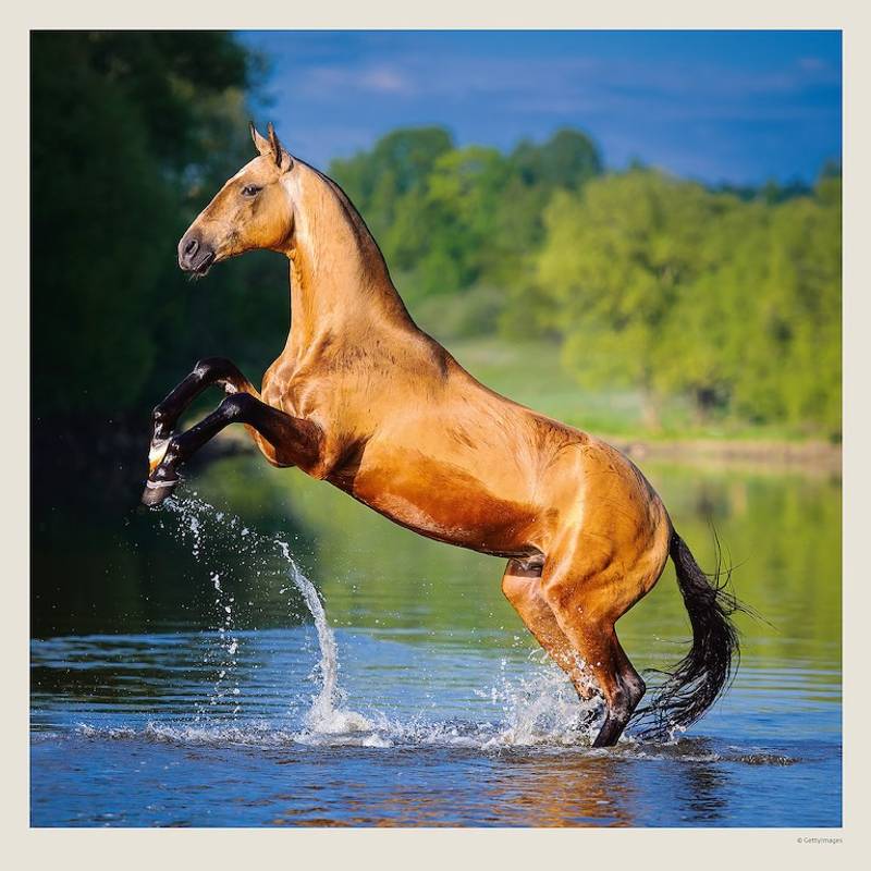 Kalendář Horses, 2027 Kalendář Horses, 2027