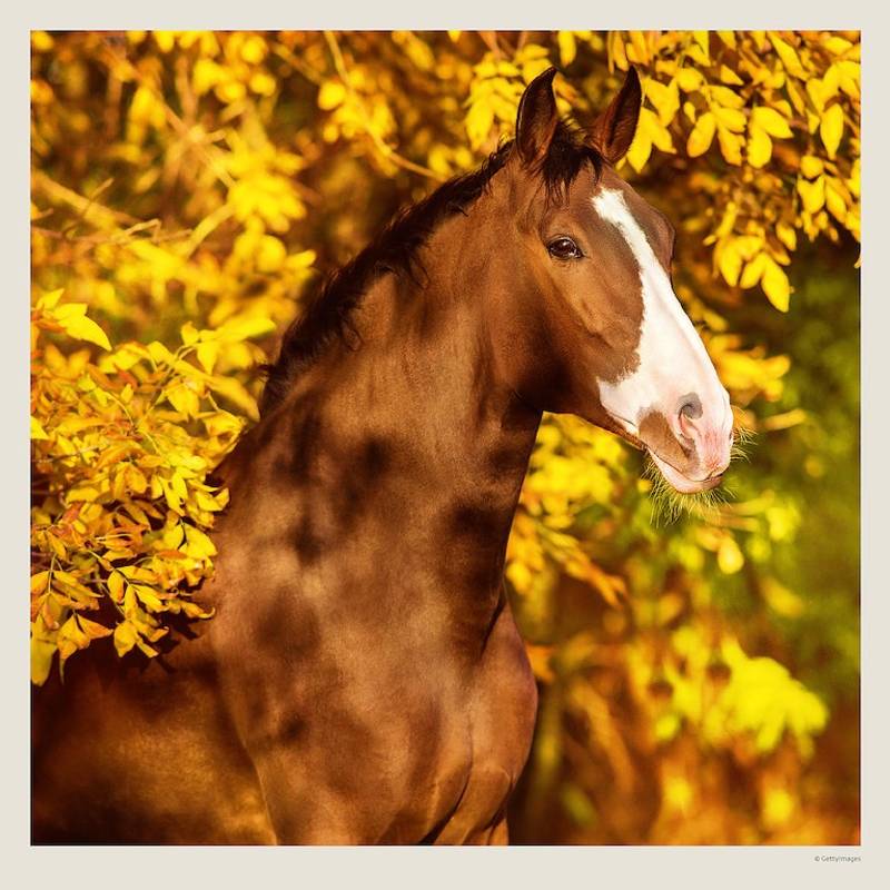 Kalendář Horses, 2027 Kalendář Horses, 2027