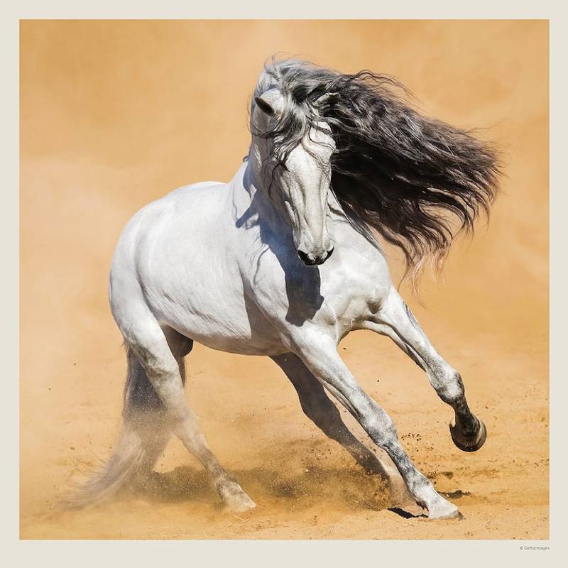 Kalendář Horses, 2027 Kalendář Horses, 2027