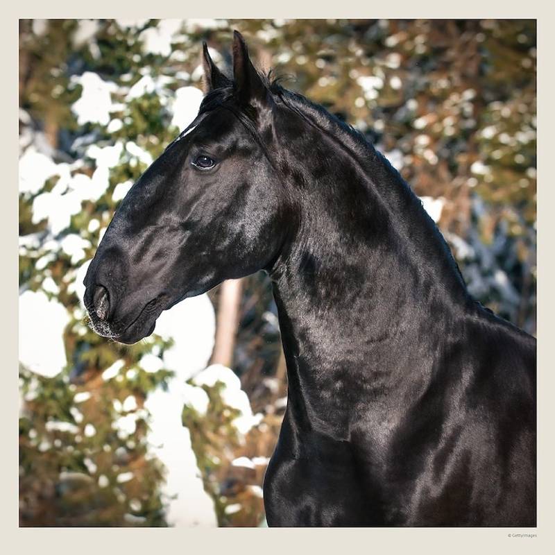 Kalendář Horses, 2027 Kalendář Horses, 2027