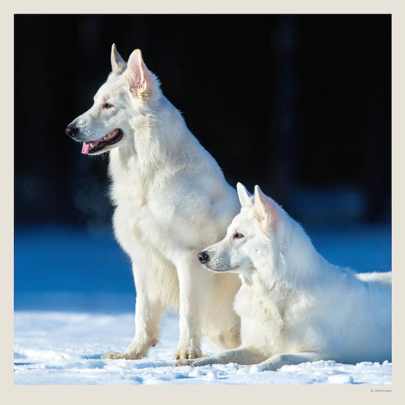 Kalendár Dogs Kalendár Dogs