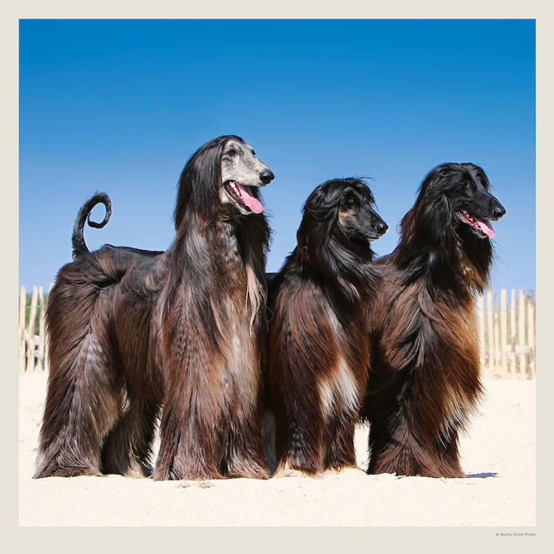 Kalendár Dogs Kalendár Dogs
