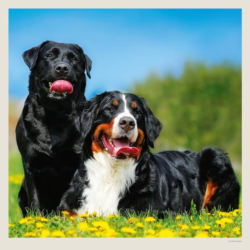 Kalendár Dogs Kalendár Dogs