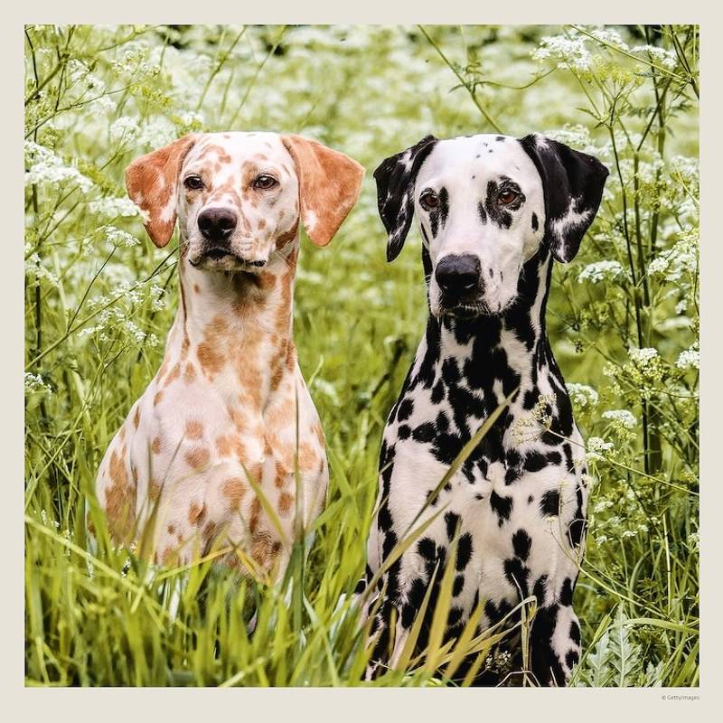 Kalendár Dogs, 2027 Kalendár Dogs, 2027