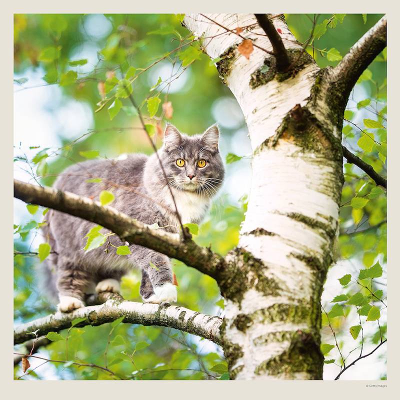 Kalendár Cats Kalendár Cats
