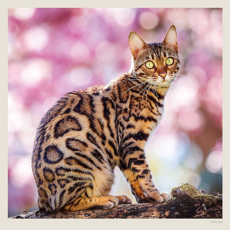 Kalendár Cats, 2027 Kalendár Cats, 2027