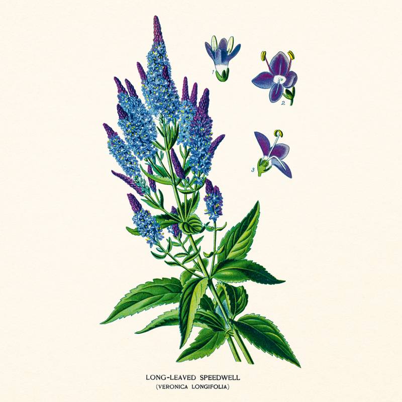 NOTIQUE Poznámkový kalendář Herbář 2027, PLASTIC FREE, 30 x 30 cm NOTIQUE Poznámkový kalendář Herbář 2027, PLASTIC FREE, 30 x 30 cm