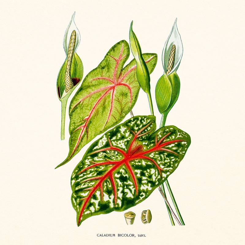 NOTIQUE Poznámkový kalendář Herbář 2027, PLASTIC FREE, 30 x 30 cm NOTIQUE Poznámkový kalendář Herbář 2027, PLASTIC FREE, 30 x 30 cm