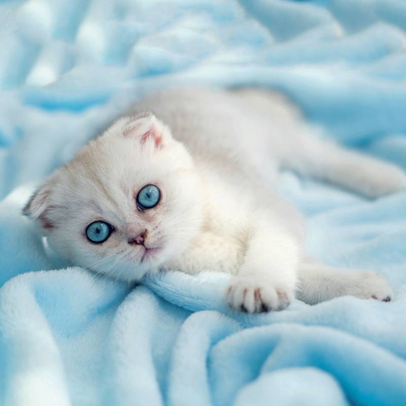 NOTIQUE Grid calendar Kittens 2027, 30 x 30 cm NOTIQUE Grid calendar Kittens 2027, 30 x 30 cm