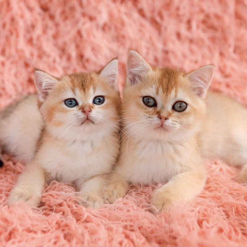 NOTIQUE Grid calendar Kittens 2027, 30 x 30 cm NOTIQUE Grid calendar Kittens 2027, 30 x 30 cm