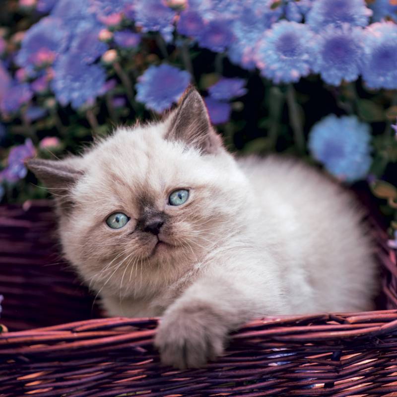 NOTIQUE Grid calendar Kittens 2027, 30 x 30 cm NOTIQUE Grid calendar Kittens 2027, 30 x 30 cm