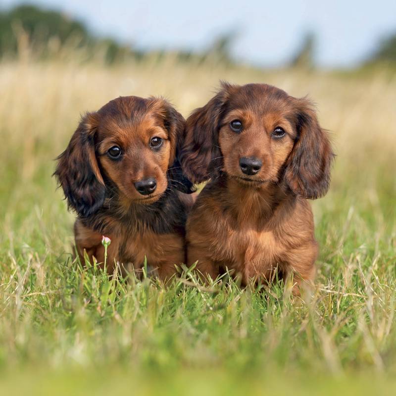 NOTIQUE Grid calendar Puppies 2027, 30 x 30 cm NOTIQUE Grid calendar Puppies 2027, 30 x 30 cm