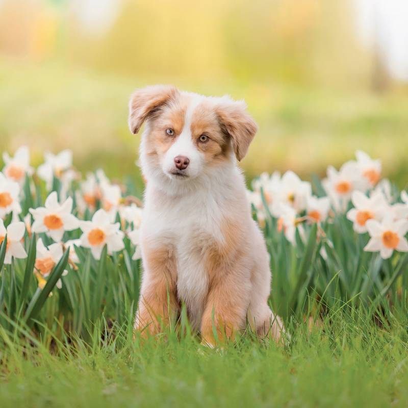 NOTIQUE Grid calendar Puppies 2027, 30 x 30 cm NOTIQUE Grid calendar Puppies 2027, 30 x 30 cm