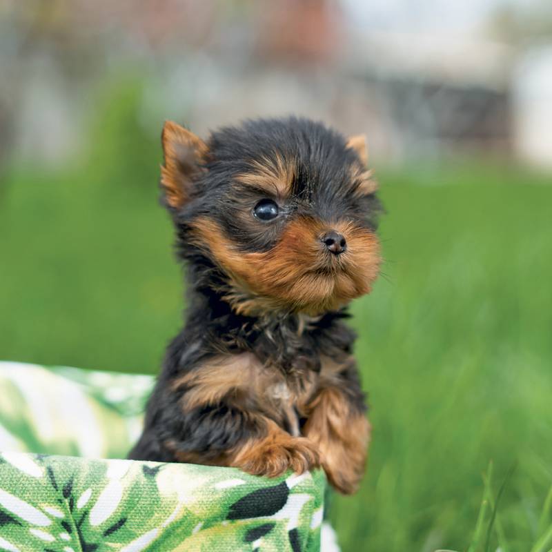 NOTIQUE Grid calendar Puppies 2027, 30 x 30 cm NOTIQUE Grid calendar Puppies 2027, 30 x 30 cm