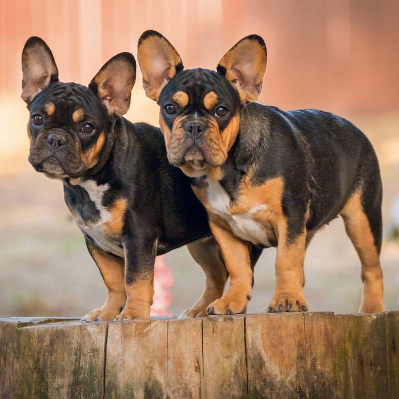 NOTIQUE Grid calendar Puppies 2027, 30 x 30 cm NOTIQUE Grid calendar Puppies 2027, 30 x 30 cm