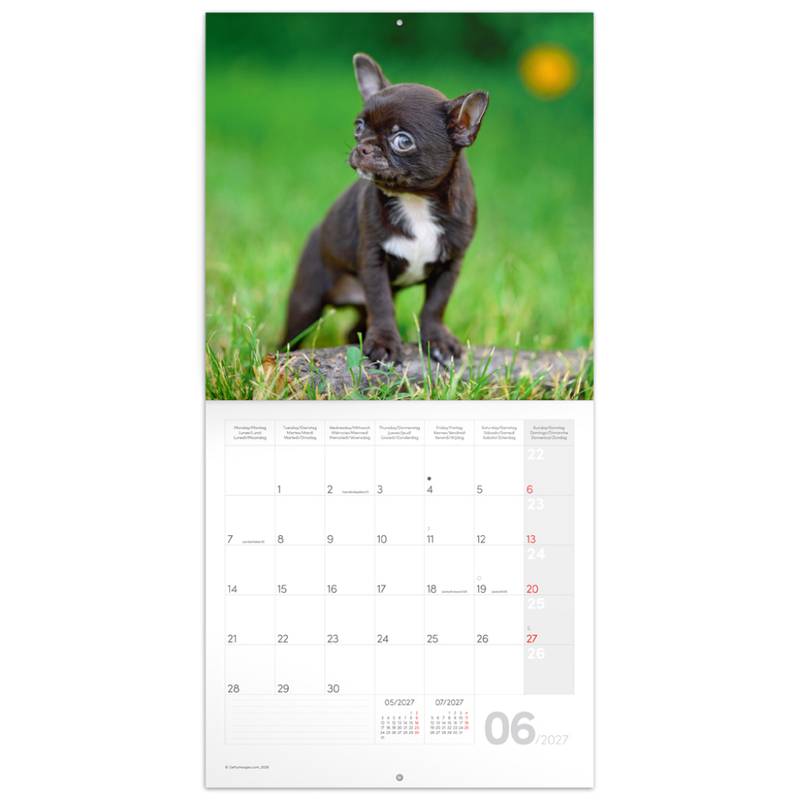 NOTIQUE Grid calendar Puppies 2027, 30 x 30 cm NOTIQUE Grid calendar Puppies 2027, 30 x 30 cm