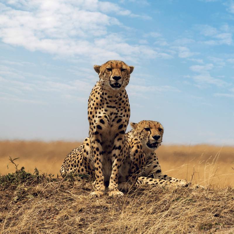 NOTIQUE Grid calendar Wild Animals 2027, 30 x 30 cm NOTIQUE Grid calendar Wild Animals 2027, 30 x 30 cm