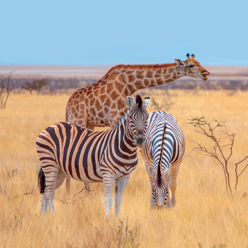 NOTIQUE Grid calendar Wild Animals 2027, 30 x 30 cm NOTIQUE Grid calendar Wild Animals 2027, 30 x 30 cm