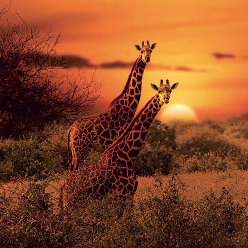 NOTIQUE Grid calendar Wild Animals 2027, 30 x 30 cm NOTIQUE Grid calendar Wild Animals 2027, 30 x 30 cm
