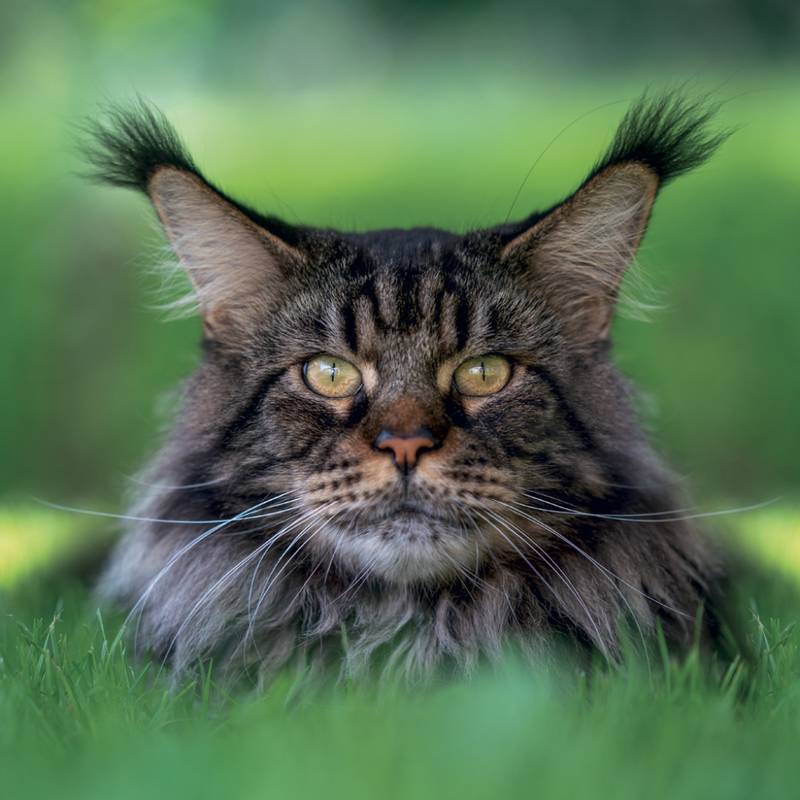 NOTIQUE Grid calendar Cats 2027, 30 x 30 cm NOTIQUE Grid calendar Cats 2027, 30 x 30 cm