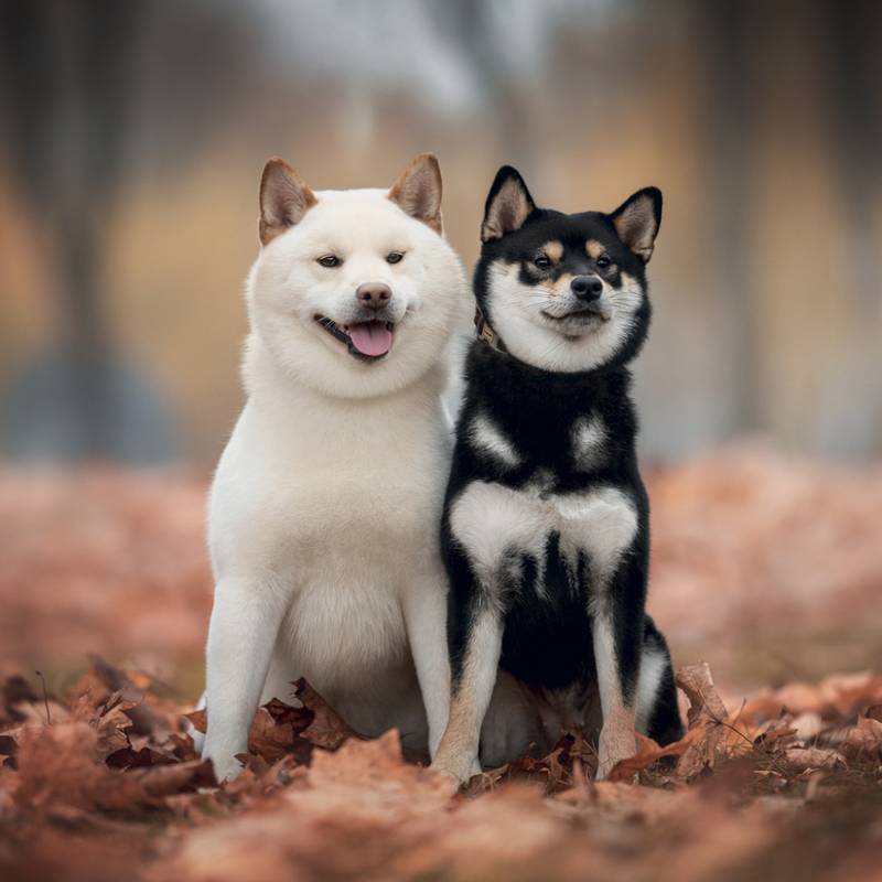 NOTIQUE Grid calendar Happy Doge 2027, 30 x 30 cm NOTIQUE Grid calendar Happy Doge 2027, 30 x 30 cm