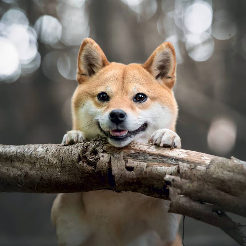 NOTIQUE Grid calendar Happy Doge 2027, 30 x 30 cm NOTIQUE Grid calendar Happy Doge 2027, 30 x 30 cm