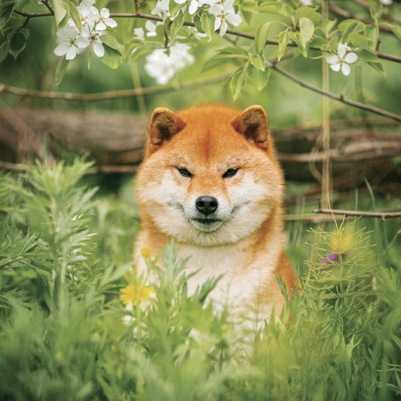NOTIQUE Grid calendar Happy Doge 2027, 30 x 30 cm NOTIQUE Grid calendar Happy Doge 2027, 30 x 30 cm