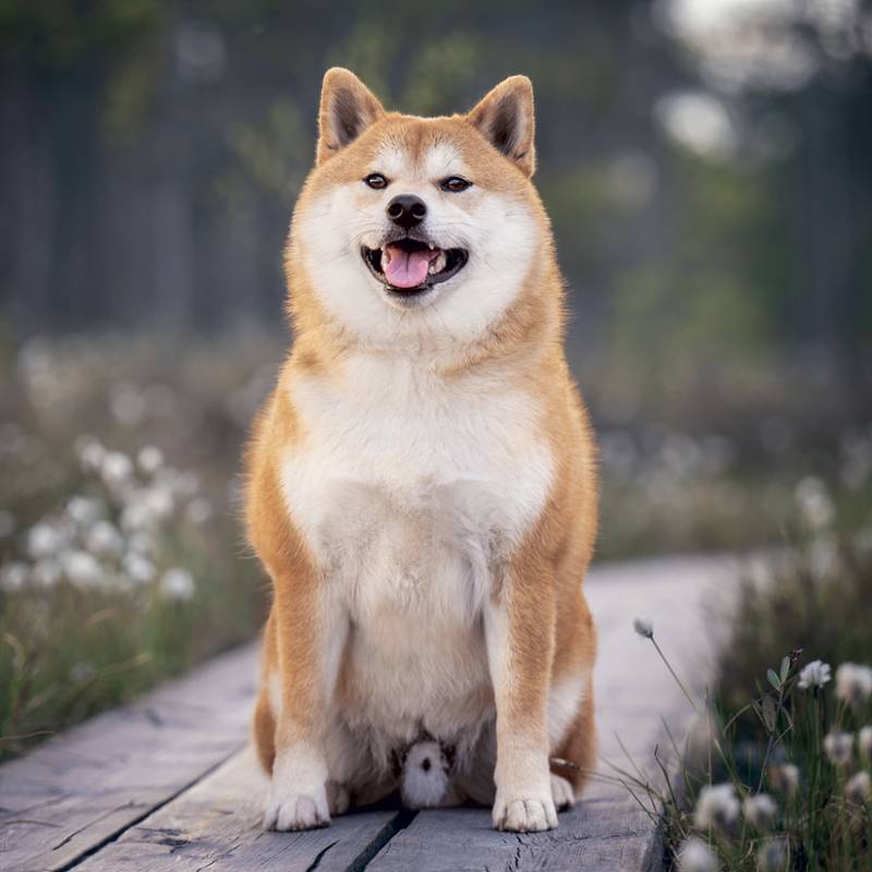 NOTIQUE Grid calendar Happy Doge 2027, 30 x 30 cm NOTIQUE Grid calendar Happy Doge 2027, 30 x 30 cm