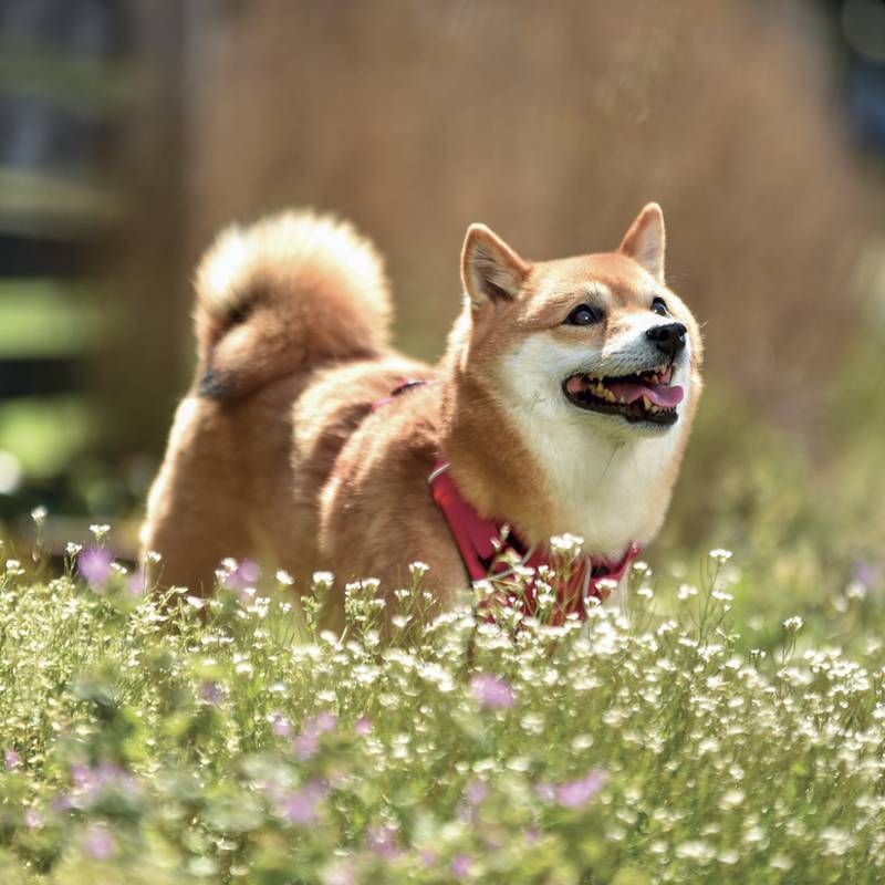 NOTIQUE Grid calendar Happy Doge 2027, 30 x 30 cm NOTIQUE Grid calendar Happy Doge 2027, 30 x 30 cm