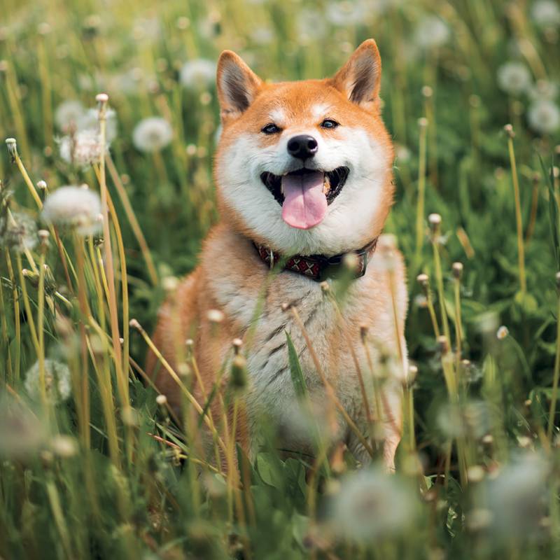 NOTIQUE Grid calendar Happy Doge 2027, 30 x 30 cm NOTIQUE Grid calendar Happy Doge 2027, 30 x 30 cm