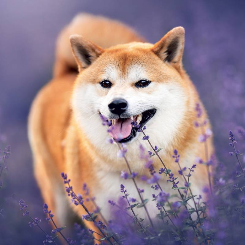 NOTIQUE Grid calendar Happy Doge 2027, 30 x 30 cm NOTIQUE Grid calendar Happy Doge 2027, 30 x 30 cm