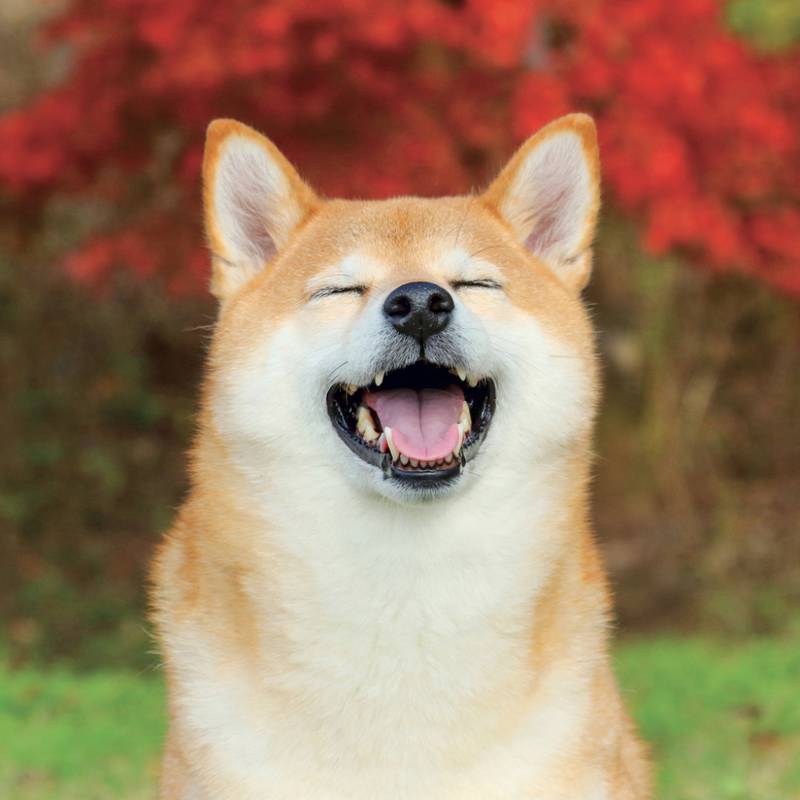 NOTIQUE Grid calendar Happy Doge 2027, 30 x 30 cm NOTIQUE Grid calendar Happy Doge 2027, 30 x 30 cm