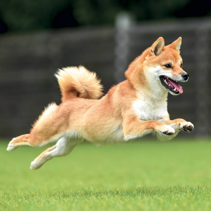 NOTIQUE Grid calendar Happy Doge 2027, 30 x 30 cm NOTIQUE Grid calendar Happy Doge 2027, 30 x 30 cm