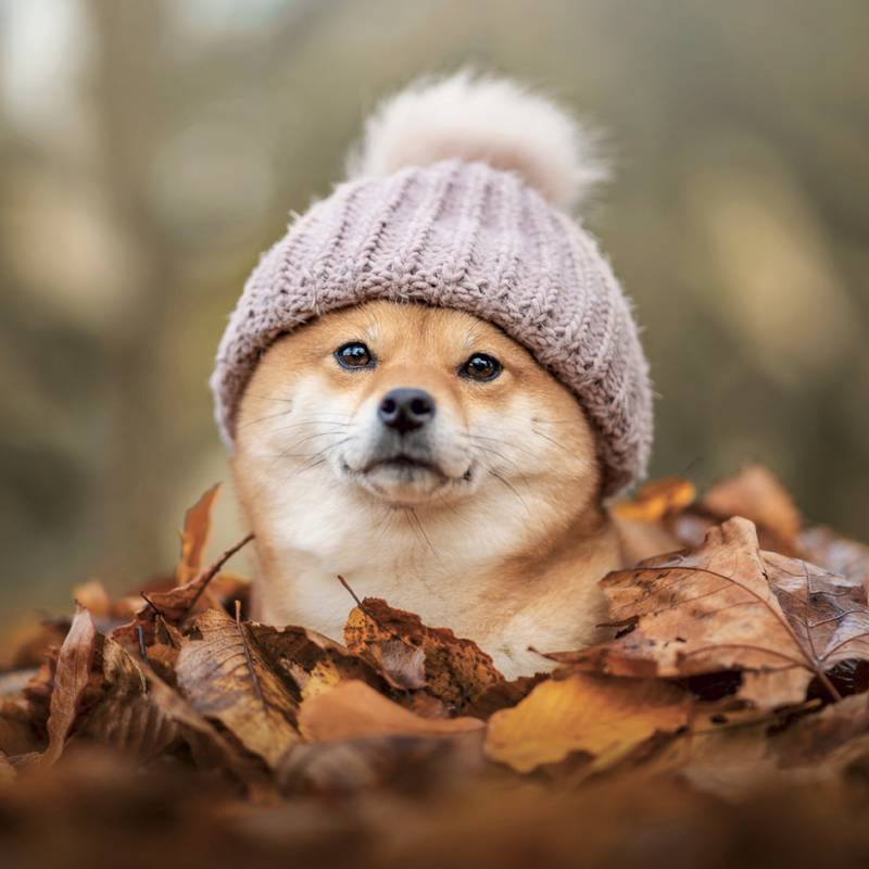 NOTIQUE Grid calendar Happy Doge 2027, 30 x 30 cm NOTIQUE Grid calendar Happy Doge 2027, 30 x 30 cm