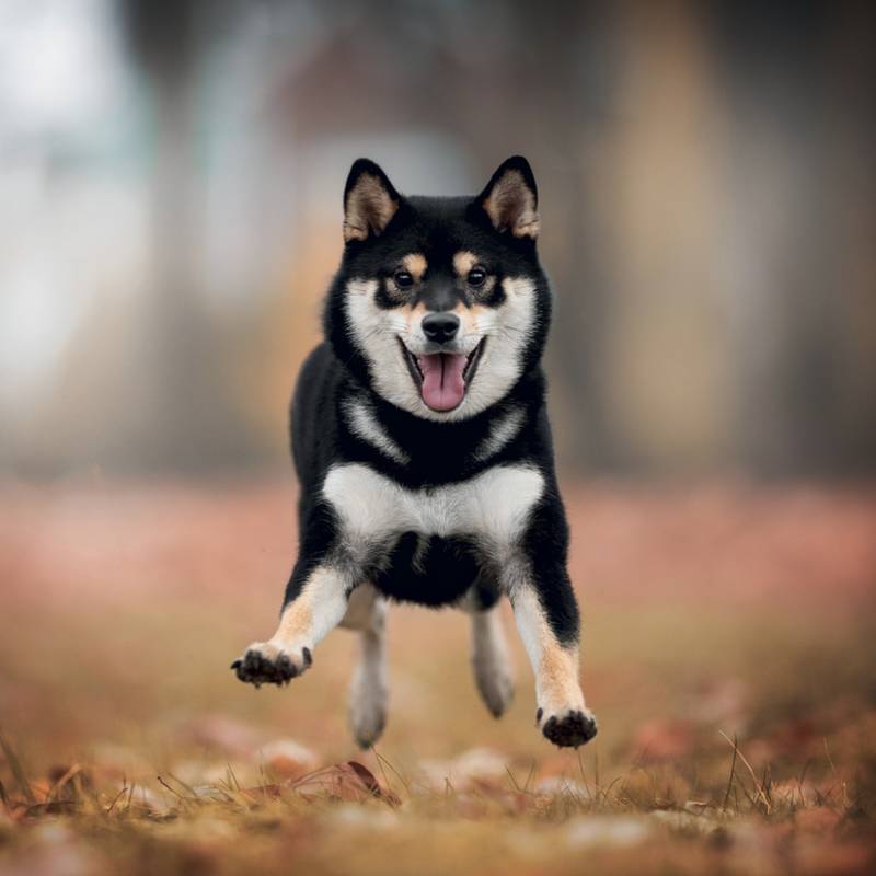NOTIQUE Grid calendar Happy Doge 2027, 30 x 30 cm NOTIQUE Grid calendar Happy Doge 2027, 30 x 30 cm