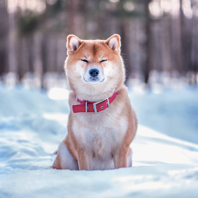 NOTIQUE Grid calendar Happy Doge 2027, 30 x 30 cm NOTIQUE Grid calendar Happy Doge 2027, 30 x 30 cm