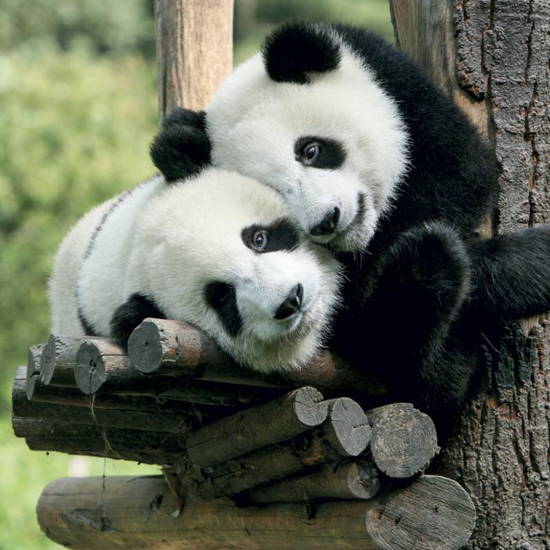 NOTIQUE Grid calendar Pandas 2027, 30 x 30 cm NOTIQUE Grid calendar Pandas 2027, 30 x 30 cm