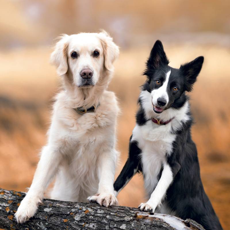 NOTIQUE Grid calendar Dogs 2027, 30 x 30 cm NOTIQUE Grid calendar Dogs 2027, 30 x 30 cm