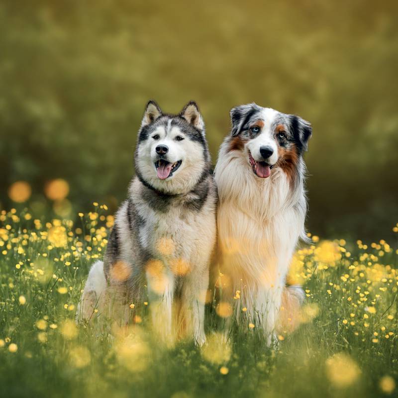 NOTIQUE Grid calendar Dogs 2027, 30 x 30 cm NOTIQUE Grid calendar Dogs 2027, 30 x 30 cm